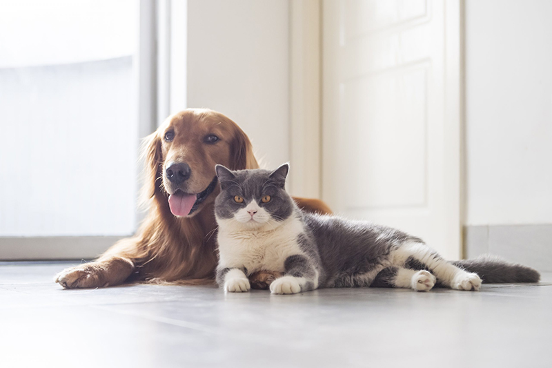 Does Your Pet Rule the Home?